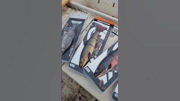 New Lures from Savage Gear 🐊🎣 #shorts #fishing #predatorfishing #savagegear #pike