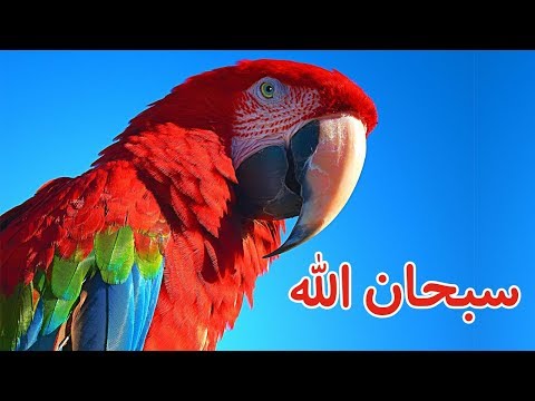 فيديو: لماذا تتكلم الببغاوات