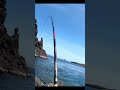 catch big parrotfish 超大鸚哥