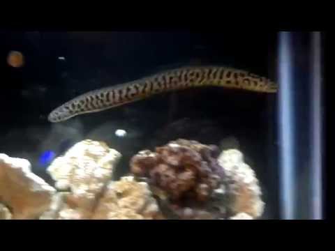 97 chainlink moray eel