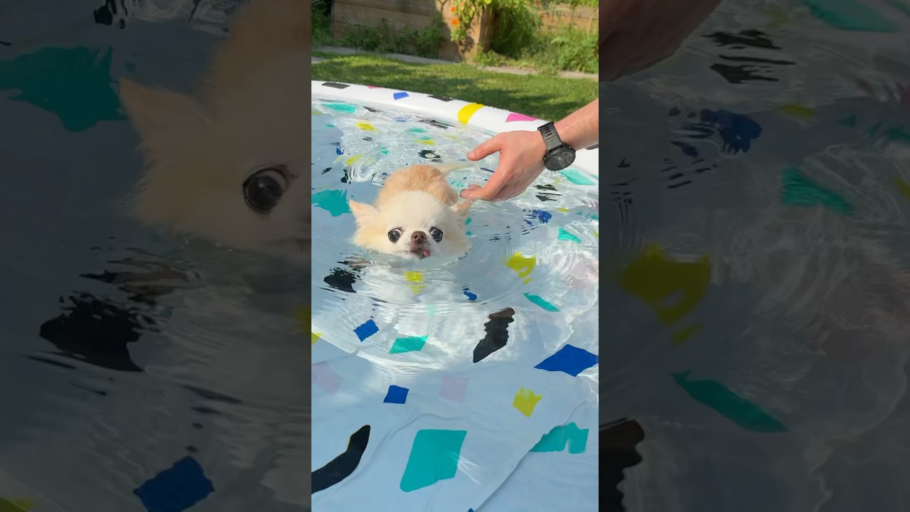 Chihuahua Cedric Swimming In A Pool 😆💦💦💦