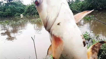 Đi câu cá tra sông kéo được 2 em hugo quá đã