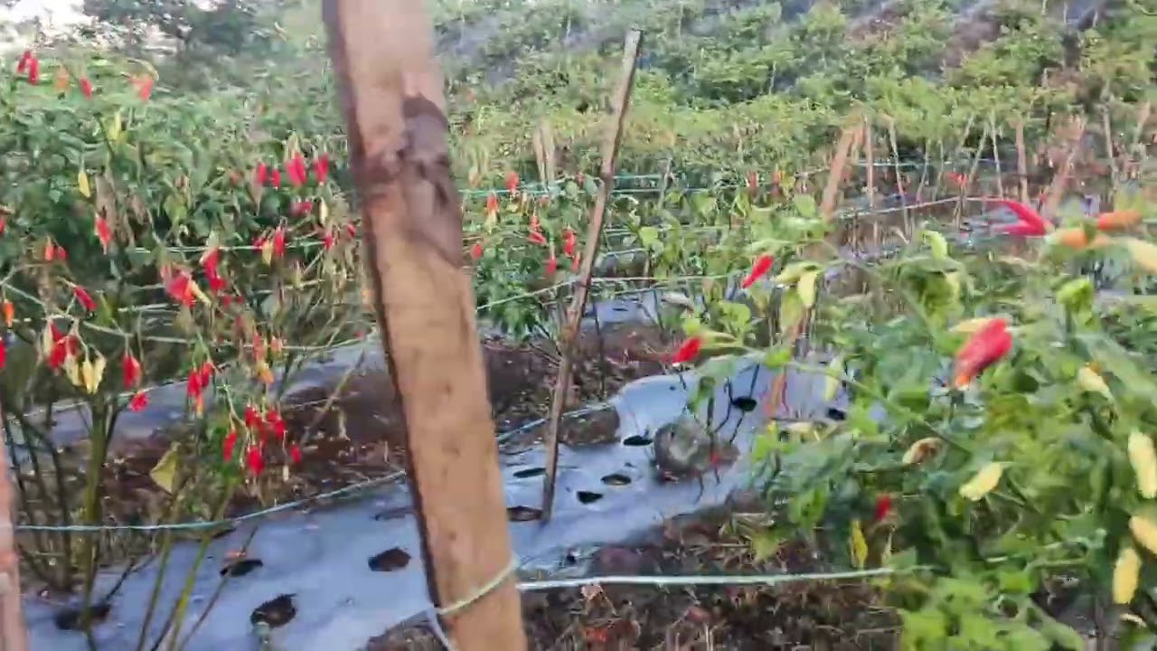 Update Terkini Untuk Panen Raya Sudah Selesai Harga Cabe Masih Anjlok 10ribu untuk buah ujung CMK. 