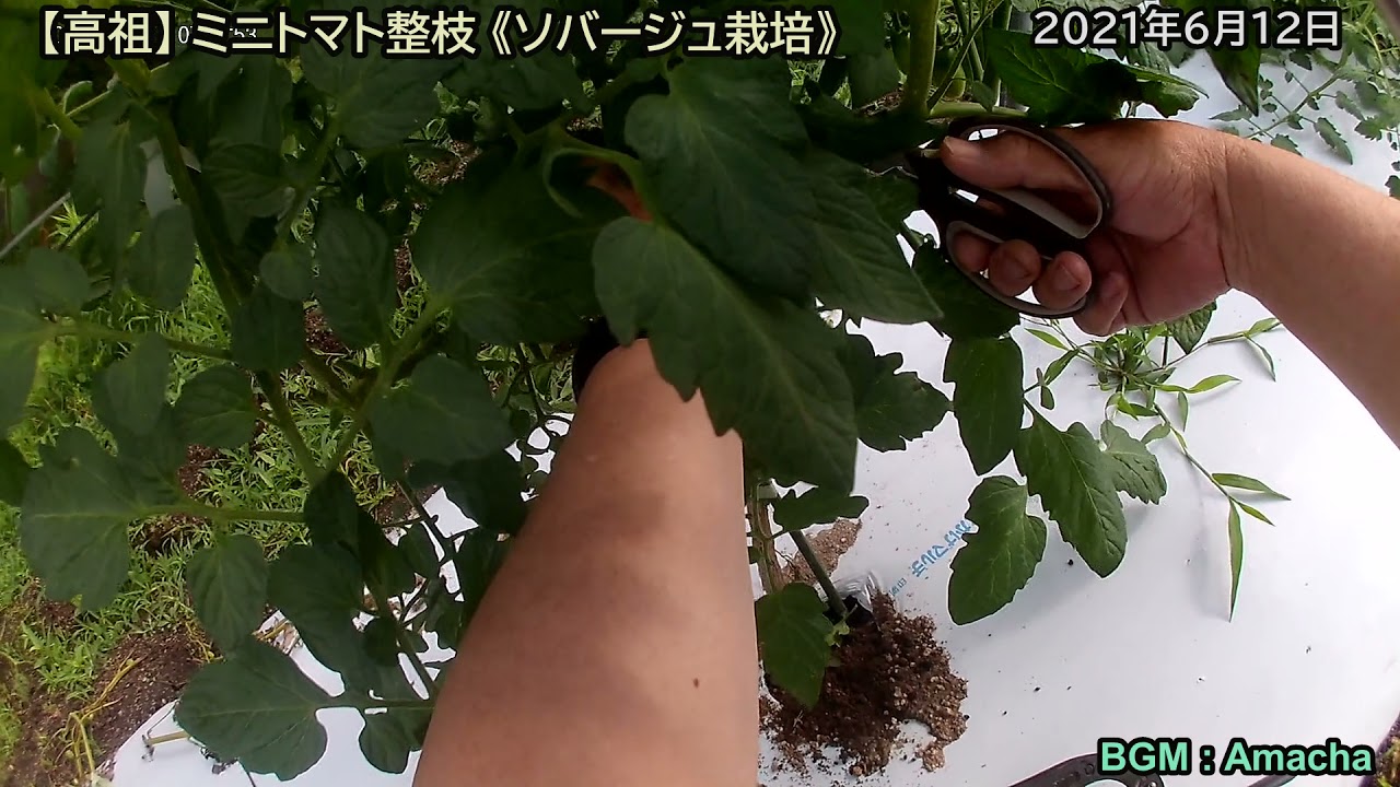高祖 ミニトマト整枝 ソバージュ栽培 21年6月12日 503 Youtube