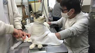 ⑦日本猫のチータちゃんの治療