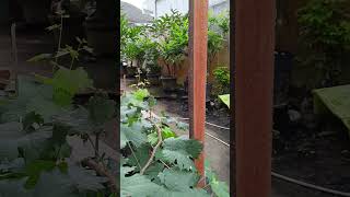 Mini fruits garden#shorts #viral #buah #fruit #garden