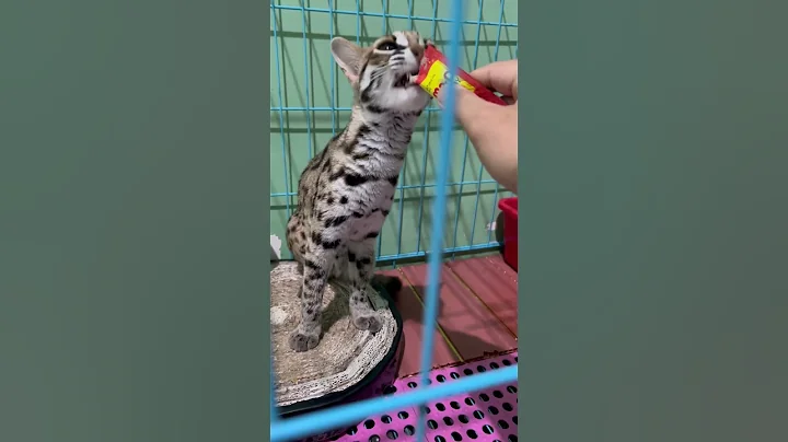Watch the video about Kucing Langka! Kucing Hutan Jinak makan creamy langsung di nikmati (Asian Leopard Cat eat her snack)