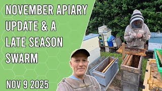 November Apiary Update & Late Season Swarm - Jacksonville FL Zone 9b