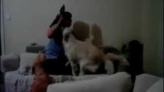 Hero Dogs, protecting child from mother - Amazing video!, MUST WATCH.