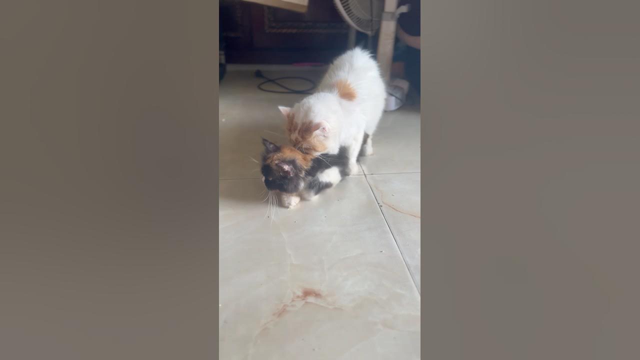 #song #music #love #cat #cute #lifeisbutadream #cutecat #matting #cute #cutecat #music #pets #cutep #song #music #love #cat #cute #lifeisbutadream #cutecat #matting #cute #cutecat #music #pets #cutep