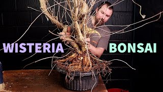 : Starting a Wisteria Bonsai Masterpiece