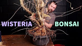 Starting a Wisteria Bonsai Masterpiece