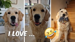 Top 8 Things This Adorable Golden Retriever Loves – Funny Compilation