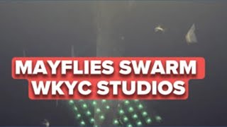 Mayflies swarm WKYC Studios
