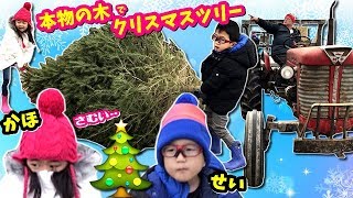 え⁉️ 本物のモミの木で クリスマスツリー