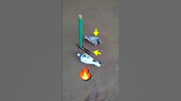 Pigeon trap | bird trap | easy bird trap #shorts | #youtubeshorts - #ytshorts