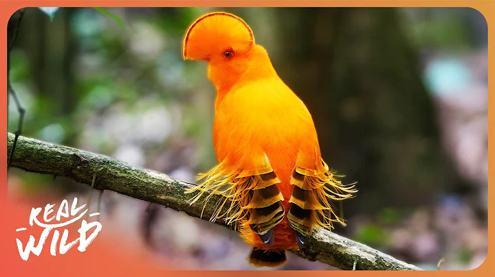 The Secrets Of Survival in The Amazon Rainforest