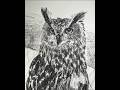 A quick and simple portrait featuring an owl