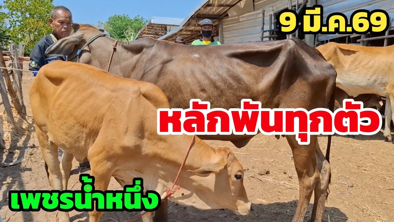 ที่สุดของวัวราคาถูก หลักพันทุกตัว วัวขุน วัวเลี้ยงจำนวนมาก พ่อเพชรจัดโปร | 9 มี.ค.69