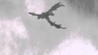 神秘「魔鬼飛翔者」盤旋英國頭長角似翼手龍_恐龍在英國天空 ... 
