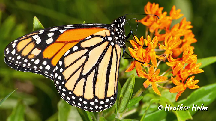 EcoBeneficial Interview: Pollinators of Native Pla...