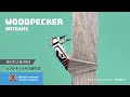 「折り紙」ツツク キツツキの折り方（woodpecker origami）