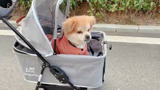 SKISOPGO 3 in 1 Lightweight Pet Stroller for Puppy/Cat----Grey