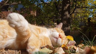 Relaxing Cat Video 30
