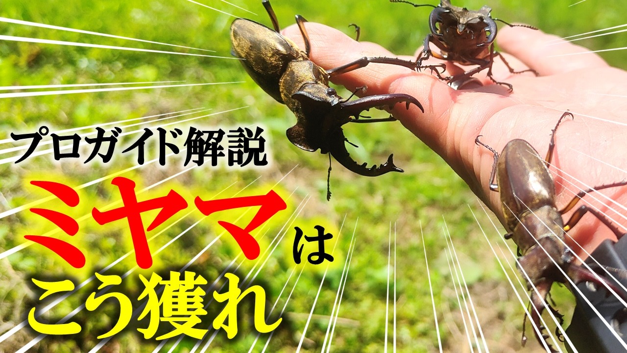 ミヤマクワガタ採集で押さえるべきポイントはコレ