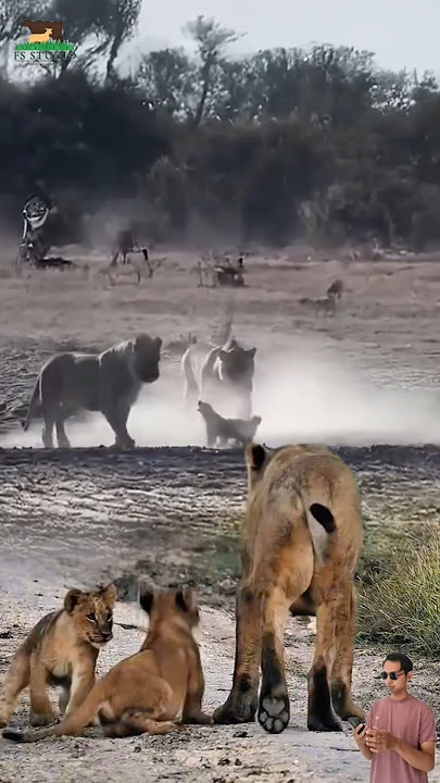 Download lagu Kawanan Singa Afrika mengintai seekor Rubah #animals #singa #rubah