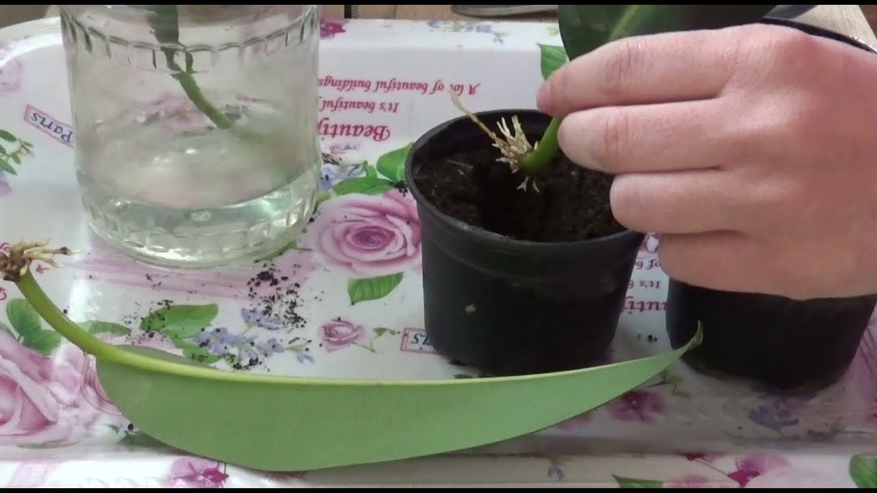 ficus frunze de la varicoza