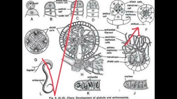 Development of antheridium(Globule)/Chara/Gymnosperms/B.Sc. Botany  Lectures