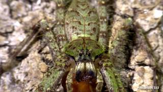 Heteropoda boiei - Tropical Huntsman Spider