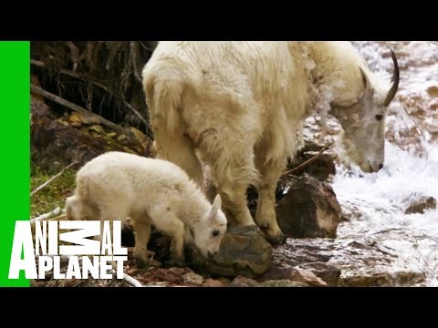 Baby Mountain Goat