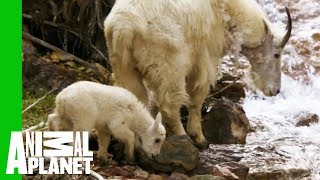 Baby Mountain Goat Learns To Follow In His Mother's Footsteps | North America