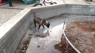 Bull Terrier 6 Meses