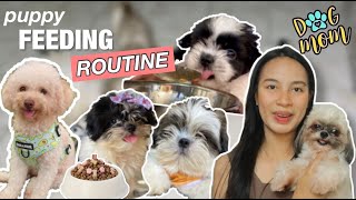 FEEDING ROUTINE NG MATCHAPUPS | PUPPY FEEDING ROUTINE | PAANO MAGPAKAIN NG SHIH TZU PUPPY