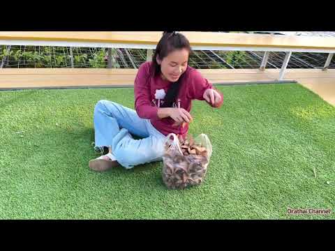 ปลูกยางนา ขาย เพิ่มช่องทางรายได้