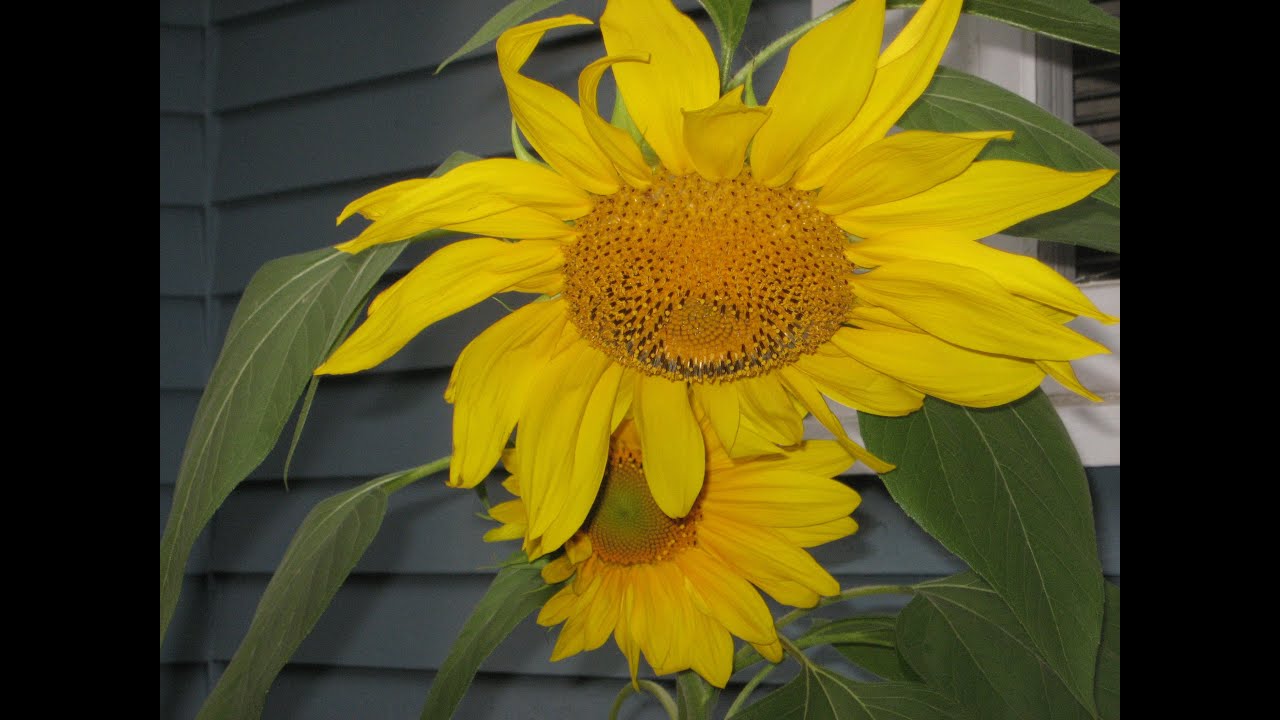 movies 10 Garden - Sunflowers and Sunsets - by missy cat