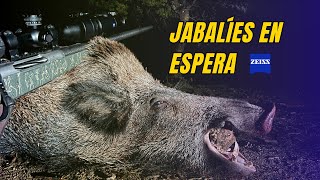 Jabalíes en Espera 🐗  |  Caza de grandes cochinos en la noche  |  Test dispositivos térmicos ZEISS.