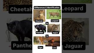 Differences and identification of Cheetah। leopard। Jaguar। Panther। Tiger। Lion । #rpsc #zoology