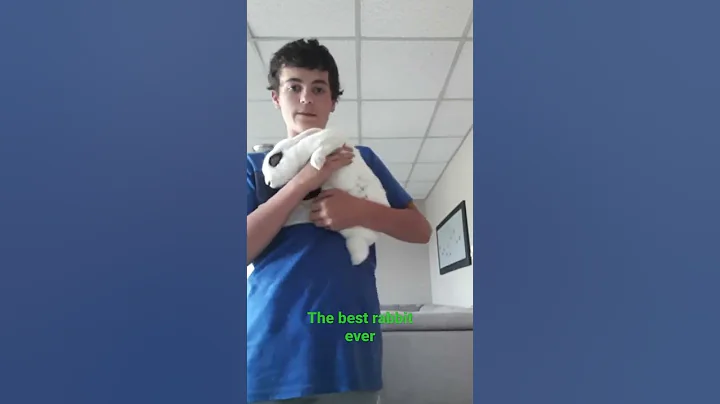 how to hold a rabbit (properly)
