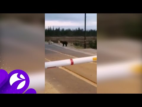 Медведь вышел на