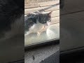 またまたハチワレちゃん🐱が来たよ😆❤️ #ねこ #ねこのいる生活 #ねこ動画 #はちわれ