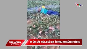 Cụ ông gào khóc, ngất lịm ở ruộng dưa hấu bị phá hoại