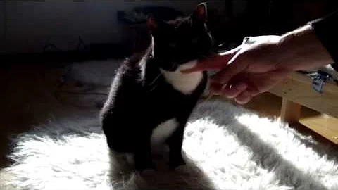 Video 1408901: russian black, cat