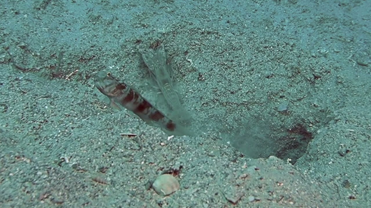 Cryptocentrus steinhardti   Alpheus rapacida