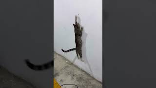 Cuidado Camotito #shortvideo #viral #gatos