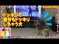 イッテQのドッキリで吠えて怖がるキャバリア犬 Cavalier Dog afraid of Japanese prank show.