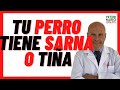 🔴 Cómo saber si mi Perro tiene SARNA o HONGOS (TIÑA, ROÑA) 🔴 Diagnóstico Síntomas, Cómo quitar 2021